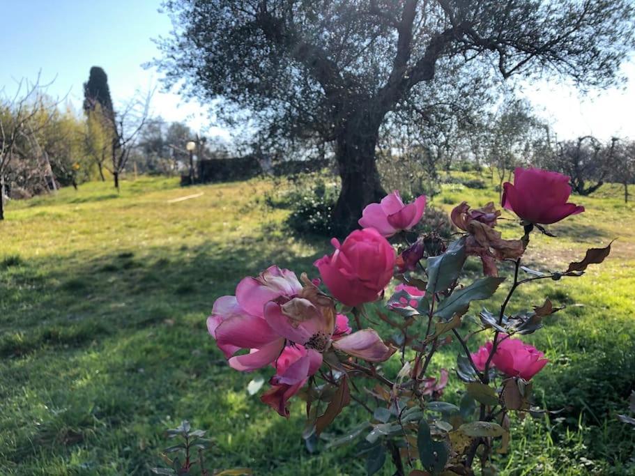 La Vigna Agriturismo Villa Siena Exterior foto