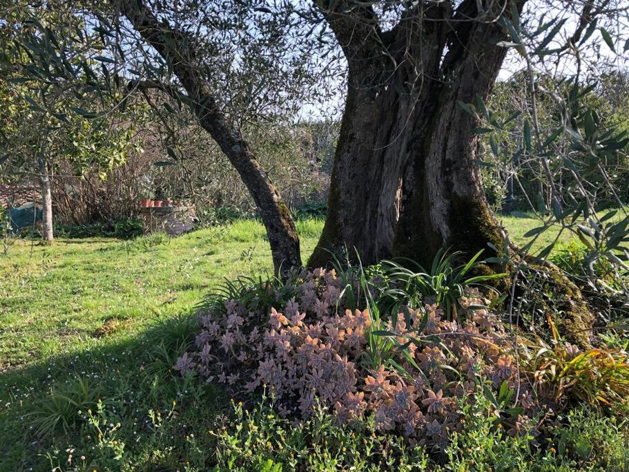 La Vigna Agriturismo Villa Siena Exterior foto