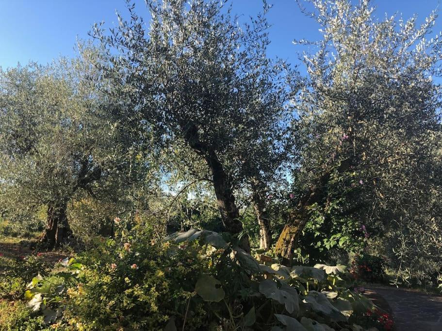 La Vigna Agriturismo Villa Siena Exterior foto