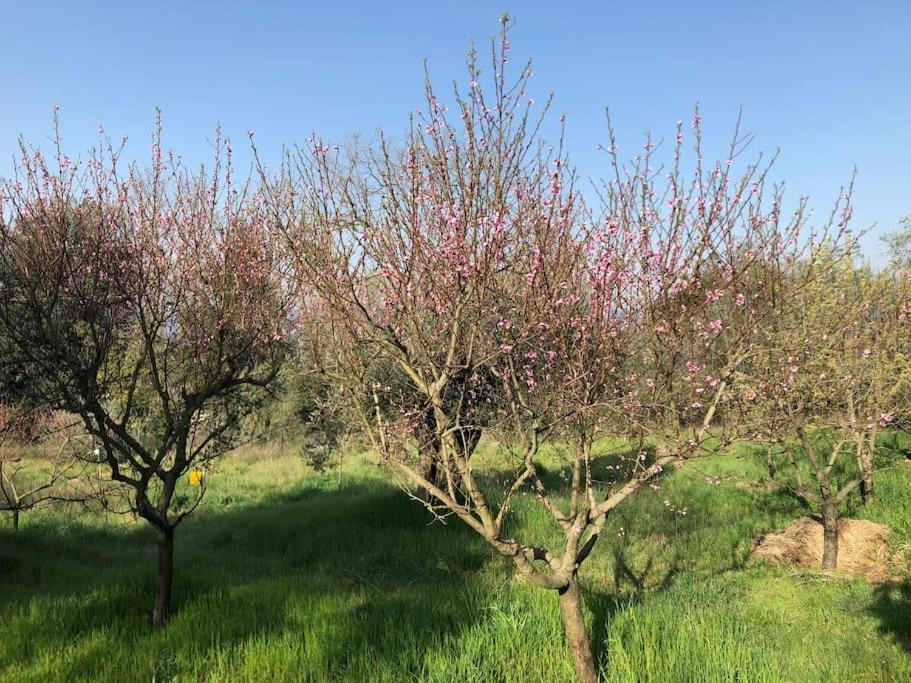 La Vigna Agriturismo Villa Siena Exterior foto